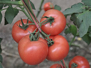 ɣ�r(n��ng)P380-��TY���ѷN��-ɣ�r(n��ng)�N�I(y��)