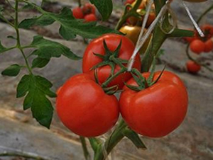 ɣ�r(n��ng)R10-��TY���ѷN��-ɣ�r(n��ng)�N�I(y��)