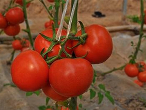 ɣ�r(n��ng)R30-��TY���ѷN��-ɣ�r(n��ng)�N�I(y��)