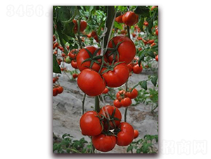 ɣ�r(n��ng)R116-��TY���ѷN��-ɣ�r(n��ng)�N�I(y��)