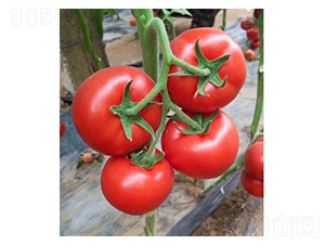 �t��-���ѷN��-�߿ƷN�I(y��)