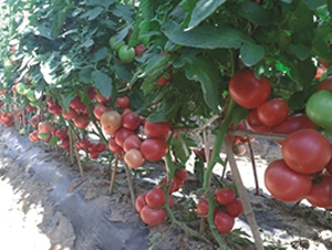 �ҵ�254-���ѷN��-�߿ƷN�I(y��)