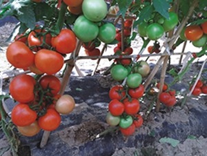 ���363-���ѷN��-�߿ƷN�I(y��)