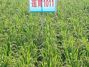 ɏ��1011-ˮ���N��-ɏ�R�r�I(y��)