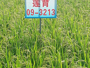 ɏ��09-3213-ˮ���N��-ɏ�R�r�I(y��)