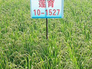 ɏ��10-1527-ˮ���N��-ɏ�R�r�I(y��)