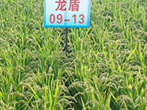 ����09-13-ˮ���N��-ɏ�R�r�I(y��)