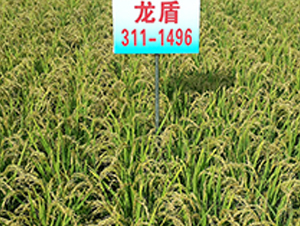 ����311-1496-ˮ���N��-ɏ�R�r�I(y��)