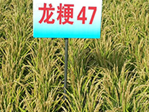 ����47-ˮ���N��-ɏ�R�r�I(y��)