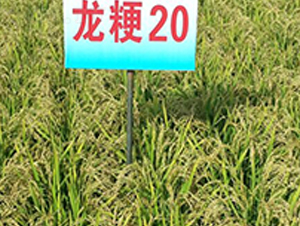 ����20-ˮ���N��-ɏ�R�r�I(y��)