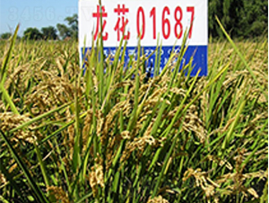 ����01687-ˮ���N��-ɏ�R�r�I(y��)