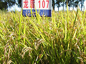 ����107-ˮ���N��-ɏ�R�r�I(y��)