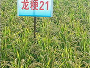 ����21-ˮ���N��-ɏ�R�r�I(y��)