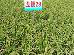 ����29-ˮ���N��-ɏ�R�r�I(y��)