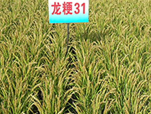 ����31-ˮ���N��-ɏ�R�r�I(y��)