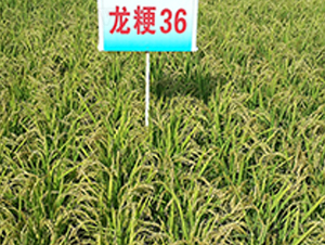 ����36-ˮ���N��-ɏ�R�r�I(y��)