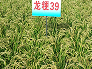 ����39-ˮ���N��-ɏ�R�r�I(y��)