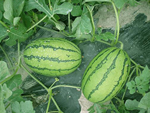 �t����С������-���ϷN��-���\(ch��ng)�N��