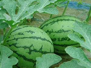 �SС��2̖(h��o)����-���ϷN��-���\(ch��ng)�N��