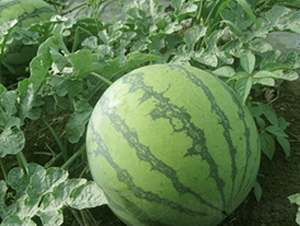 ����t����-���ϷN��-���\(ch��ng)�N��