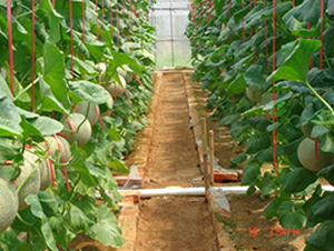 �����˾W(w��ng)�y���-��ϷN��-���\(ch��ng)�N��