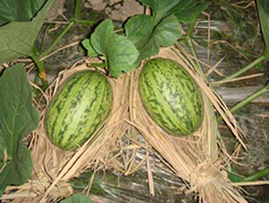 �������-��ϷN��-���\�N��