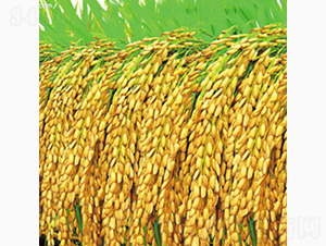 ����4̖(h��o)-�Rɽ�N�I(y��)