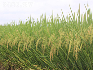 Ұ�マ(y��u)700-�G���N�I(y��)