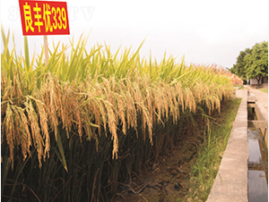 ���S��(y��u)339-�G���N�I(y��)