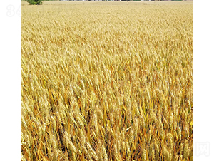 ��553-�A��N�I(y��)