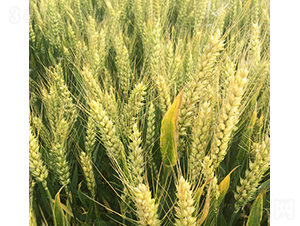 ����50-�A��N�I(y��)