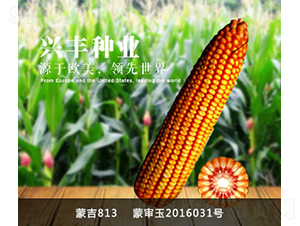 �ɼ�813-���׷N��-�d�S�N�I(y��)