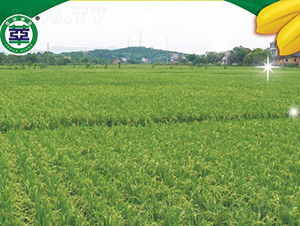 ��Ƀ�(y��u)268-�s���絾-���A�N�I(y��)