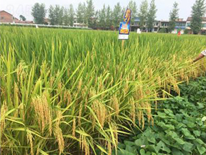 ¡�Ƀ�(y��u)1212-�s���е�-���A�N�I(y��)