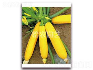 ��Ƥ�����J-�����J�N��-���r(n��ng)�@ˇ