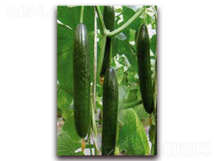 ����-�S�ϷN��-���r�@ˇ