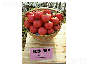 �t��459-���ѷN��-��֮Դ