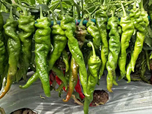 �]���N��-���R�_(k��i)Ԫ