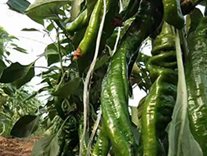 �ݽz���N��-���R�_Ԫ