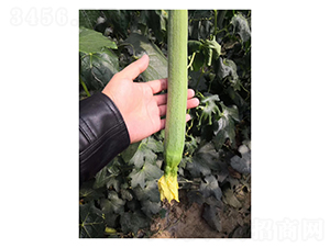 ��z��-�z�ϷN��-��V�r(n��ng)�I(y��)