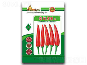 ̩��816-���콷�N��-ʒ�\