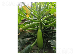 ���-�����J�N��-��V�r(n��ng)�I(y��)