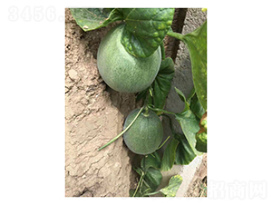 ���оGɫ��(j��ng)��-��ϷN��-��V�r(n��ng)�I(y��)