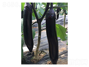 �����L��-���ӷN��-��V�r(n��ng)�I(y��)