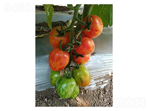 �Բʙ��ҷ���-���ѷN��-��V�r�I(y��)