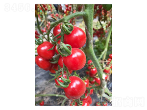 ��ɽ88-���ѷN��-��V�r�I(y��)