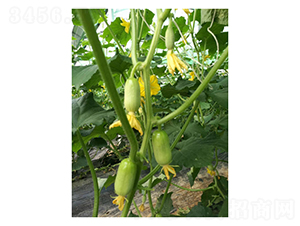 ��Ů-ˮ���S�ϷN��-��V�r(n��ng)�I(y��)