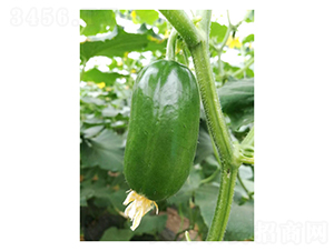 ��ͯ-ˮ���S�ϷN��-��V�r(n��ng)�I(y��)