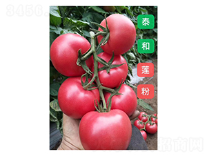 ̩��ɏ��-���ѷN��-��V�r�I(y��)