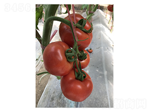 ˼ؐ��-���ѷN��-��V�r�I(y��)